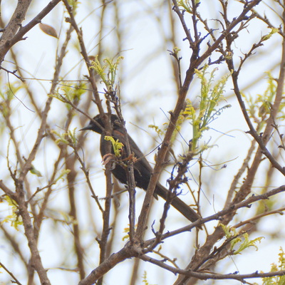 Orange-Billed sparrow